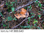 Рыжик. Стоковое фото, фотограф Александр Галинский / Фотобанк Лори