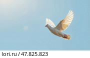 Белый голубь летит в голубом небе, раскрыв крылья. A white dove flies in the blue sky, wings open. Стоковое AI-изображение, AI-художник Смирнова Светлана / Фотобанк Лори