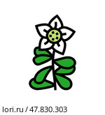 brahmi ayurvedic herb color icon vector illustration. Стоковая иллюстрация, иллюстратор Vectorwin / Фотобанк Лори