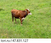 Landscape with a herd of cows in the on coast of the lake. Стоковое фото, фотограф Фотограф / Фотобанк Лори