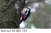 Great spotted woodpecker on a looking for food on a tree. Стоковое фото, фотограф Фотограф / Фотобанк Лори