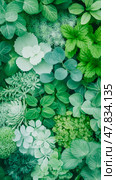 Botanical Abundance: An Overhead Composition of Diverse Green Foliage, Illustrating Nature's Variety and Lushness. Стоковое AI-изображение, AI-художник Данила Большаков / Фотобанк Лори