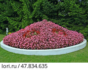 Бегония вечно цветущая (Begonia semperflorens Link & Otto). Клумба в парке. Стоковое фото, фотограф Ирина Борсученко / Фотобанк Лори