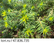 Mediterranean spurge or Albanian spurge (lat.- Euphorbia characias) Стоковое фото, фотограф Irina Opachevsky / Фотобанк Лори