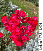 Роза флорибунда Блэк Форест (Rosa floribunda Black Forest Rose ) Стоковое фото, фотограф Ирина Гильмуллина / Фотобанк Лори