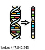 chromosome genetic engineering color icon vector illustration. Стоковая иллюстрация, иллюстратор Vectorwin / Фотобанк Лори