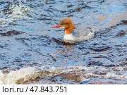 Утка большой крохаль плавает в речной воде. Стоковое фото, фотограф Людмила Капусткина / Фотобанк Лори