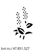 patchouli flowers aromatherapy glyph icon vector isolated illustration. Стоковая иллюстрация, иллюстратор Vectorwin / Фотобанк Лори