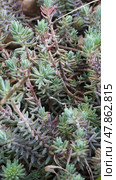 Седум sedum очиток крупным планом. Стоковое фото, фотограф Юлия Дубинина / Фотобанк Лори