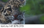 Clouded leopard looking at camera, sticking out tongue. Стоковое видео, видеограф Константин Шишкин / Фотобанк Лори