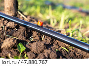 Drip irrigation in the garden. HDPE pipe with an adjustable dripper from which water drips onto the ground, irrigating the seedlings. Стоковое фото, фотограф Коханова Наталья / Фотобанк Лори