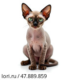 Кот, кошка, котенок породы Сфинкс/ Cute hairless purebred Canadian sphinx cat with bright green eyes isolated on a white background. Стоковое AI-изображение, AI-художник Iva Noel / Фотобанк Лори