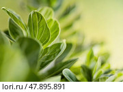 Leaves of a budding summer green plant. Стоковое AI-изображение, AI-художник Дмитрий Киселёв / Фотобанк Лори