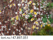 Весенние цветение Козьей ивы (Salix caprea) Стоковое фото, фотограф Евгения Золкина / Фотобанк Лори