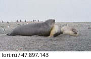 three Elephant seals resting in Antarctica. Стоковое видео, видеограф Vladimir / Фотобанк Лори