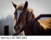 Лошадь у ограждения. Стоковое фото, фотограф Last Fast / Фотобанк Лори