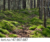 Photograph of a mossy forest on a summer day. Стоковое фото, фотограф Сергей Пристяжнюк (Serg Zastavkin) / Фотобанк Лори