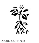 ginseng plant glyph icon vector illustration. Стоковая иллюстрация, иллюстратор Vectorwin / Фотобанк Лори