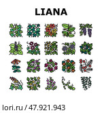Vine Liana Exotic Growing Plant Icons Set Vector. Стоковая иллюстрация, иллюстратор Vectorwin / Фотобанк Лори