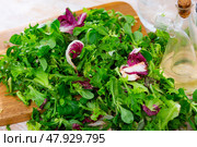 Fresh leaves of endive radicchio and field salad. Стоковое фото, фотограф Яков Филимонов / Фотобанк Лори