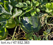 Бахча. Арбуз под листьями. Watermelon fruit surrounded by stems and leaves in the garden. Стоковое фото, фотограф Сергей Пристяжнюк (Serg Zastavkin) / Фотобанк Лори