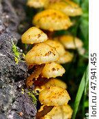 Чешуйчатка золотистая или Королевский опёнок. A group of fungus golden pholiota or adiposa (Pholiota aurivella or adiposa) on the bark of a tree in a forest. Стоковое фото, фотограф Сергей Пристяжнюк (Serg Zastavkin) / Фотобанк Лори