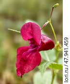 Недотрога желёзконосная, или недотрога железистая. Close-up photo of invasive species Himalayan balsam Impatiens glandulifera flower. Стоковое фото, фотограф Сергей Пристяжнюк (Serg Zastavkin) / Фотобанк Лори