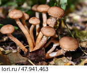 Опята осенние на стволе дерева в лесу. A group of edible honey fungi Armillaria mellea on the bark of a tree in a forest. Стоковое фото, фотограф Сергей Пристяжнюк (Serg Zastavkin) / Фотобанк Лори