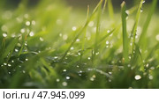 A close up view of a dew-kissed blades of grasses, with water droplets clinging to the surface. Motion background. Стоковое AI-видео, аниматор Михаил Строгалев / Фотобанк Лори