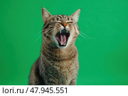 Angry Tabby gray cat with open mouth meowing on green background. Soft shadows. Close-up portrait of furious cat talking, hissing. Feline with meowing, muzzle close up. Says meow. Стоковое AI-изображение, AI-художник Марина Демидюк / Фотобанк Лори
