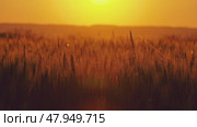 Spider and cobweb on the ears of wheat at sunset. Стоковое видео, видеограф Михаил Коханчиков / Фотобанк Лори