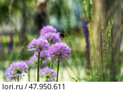 Многолетнее травянистое растение Афлатунский лук (Allium aflatunense) Стоковое фото, фотограф Андрей Иванов / Фотобанк Лори