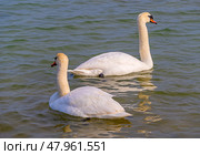 Большие красивые лебеди плавают в озере. The White Swan on the Lake. Стоковое фото, фотограф Татьяна Д / Фотобанк Лори