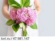 Bouquet of pink hydrangea flower woman hands. Стоковое фото, фотограф Светлана Лажко / Фотобанк Лори