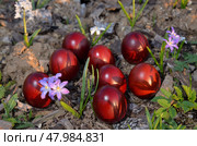 Easter eggs painted with onion peel on spring flowerbed among blooming primroses Chionodoxa Violet Beauty and Pushkinia. Стоковое фото, фотограф Алексей Антипов / Фотобанк Лори