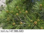 Цветение реликтовой Судакской сосны (сосна Станкевича, лат. Pinus brutia). Крым, апрель. Стоковое фото, фотограф Сергей Рыбин / Фотобанк Лори