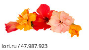 hibiscus flower border. Стоковое фото, фотограф Anastasy Yarmolovich / Фотобанк Лори