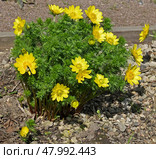 Adonis vernalis, known variously as pheasant's eye, spring pheasant's eye, yellow pheasant's eye and false hellebore, perennial flowering plant in buttercup family Ranunculaceae. Стоковое фото, фотограф Валерия Попова / Фотобанк Лори