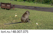 The crab-eating monkey macaca fascicularis is sitting on the green grass of the lawn. The tail is spread out. Pieces of bread are scattered nearby. A wooden bench on the side of the footpath. (2024 год). Стоковое фото, фотограф Вера Ивановна Кубарева / Фотобанк Лори