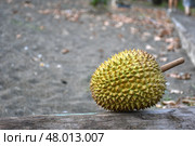Экзотический фрукт дуриан / Durian Exotic fruit. Стоковое фото, фотограф Сергей Митрофанов / Фотобанк Лори
