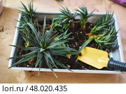 Spring replanting of indoor flowers. Replanting of Haworthiopsis - Haworthia Fasciata or Zebra Aloe plant, separation of new shoots. Стоковое фото, фотограф Ирина Буракова / Фотобанк Лори