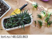 Spring replanting of indoor flowers. Replanting of Haworthiopsis - Haworthia Fasciata or Zebra Aloe plant, separation of new shoots. Стоковое фото, фотограф Ирина Буракова / Фотобанк Лори