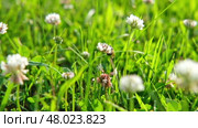 A bee on a clover flower. Trifolium pratense, the white clover in the meadow. White-flowered clover and Poa annua, or annual meadow grass on the lawn in summer in the sunlight. Meadow flowers Close up. Стоковое видео, видеограф Марина Демидюк / Фотобанк Лори