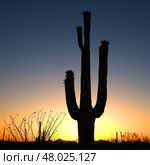 desert view in New Mexico to succulent cactus tree with bud and. Стоковое фото, фотограф Joerg Hackemann / PantherMedia / Фотобанк Лори
