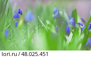 Close-up view of delicate siberian squill flowers emerging from vibrant green grass, showcasing the beauty of springtime renewal and natural growth in a meadow. Стоковое видео, видеограф Ольга Ильина / Фотобанк Лори