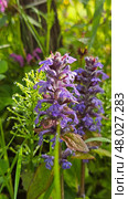 Purple Deadnettle (Lamium purpureum) Стоковое фото, фотограф Марина Володько / Фотобанк Лори