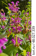 Purple Deadnettle (Lamium purpureum) Стоковое фото, фотограф Марина Володько / Фотобанк Лори