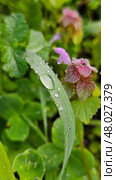 Purple Deadnettle (Lamium purpureum) Стоковое фото, фотограф Марина Володько / Фотобанк Лори