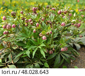 Helleborus orientalis, Lenten rose, perennial flowering plant and species of hellebore in buttercup family, Ranunculaceae. Стоковое фото, фотограф Валерия Попова / Фотобанк Лори