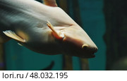 Iridescent shark catfish swimming in dark aquarium water. Стоковое видео, видеограф Mikhail Davidovich / Фотобанк Лори